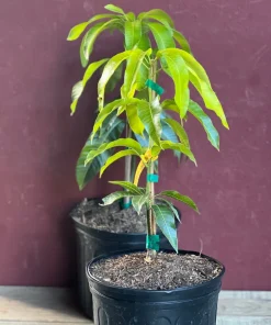 Triple Sec mango , grafted in 3 gallons pot. No Ship to CA and HI - Image 8