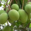 Triple Sec mango , grafted in 3 gallons pot. No Ship to CA and HI - Image 1