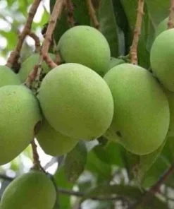 Triple Sec mango , grafted in 3 gallons pot. No Ship to CA and HI - Image 1