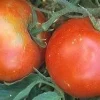 Tropic Tomato Seeds - 20 Count - Heat Tolerant, Disease Resistant - Image 1