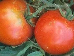 Tropic Tomato Seeds - 20 Count - Heat Tolerant, Disease Resistant - Image 1