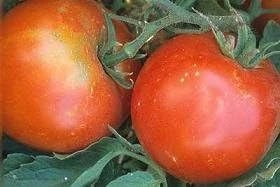 Tropic Tomato Seeds - 20 Count - Heat Tolerant, Disease Resistant - Image 1