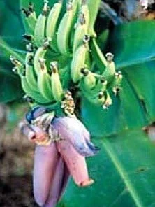 Tropicana Patio Banana Plant - Dwarf Musa Live Plant - 6 inch Pot - Edible Fruit - Image 2