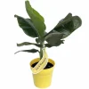 Tropicana Patio Banana Plant - Dwarf Musa Live Plant - 6 inch Pot - Edible Fruit - Image 1