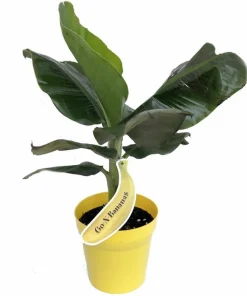 Tropicana Patio Banana Plant - Dwarf Musa Live Plant - 6 inch Pot - Edible Fruit - Image 1