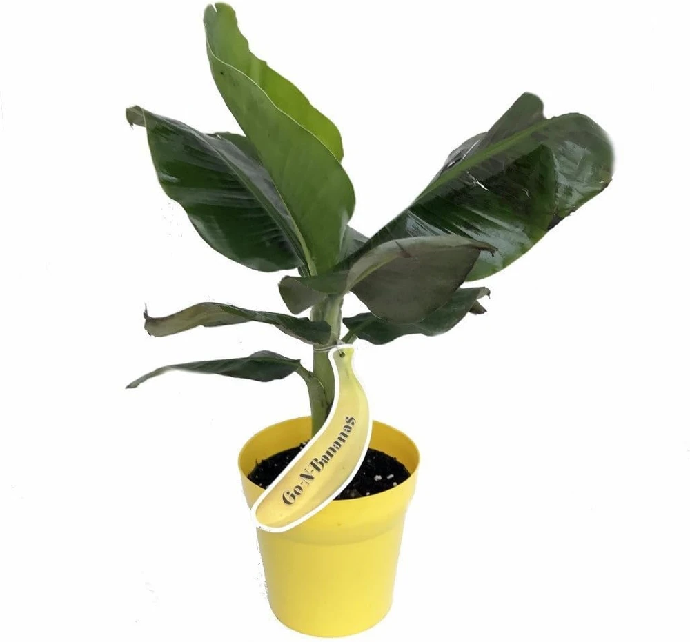 Tropicana Patio Banana Plant - Dwarf Musa Live Plant - 6 inch Pot - Edible Fruit - Image 1