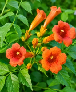 Trumpet Creeper Vine Live Plant - 6-12