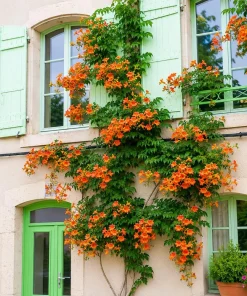 Trumpet Creeper Vine Live Plant - 6-12
