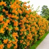 Trumpet Creeper Vine Live Plant - 6-12" Tall, 2.5" Pot, Orange Blooms - Image 1