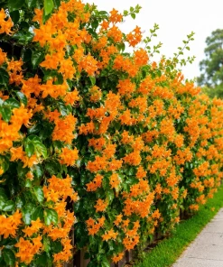 Trumpet Creeper Vine Live Plant - 6-12