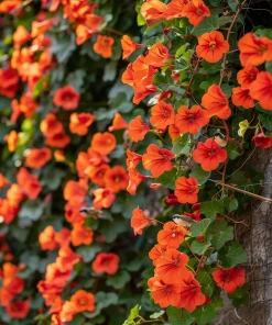 Trumpet Creeper Vine Live Plant - 6-12