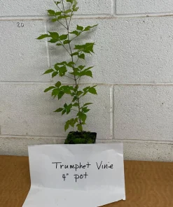 Trumpet Vine Live Plant - 4 inch Pot - Orange-Red Blooms - Outdoor Climber - Image 2