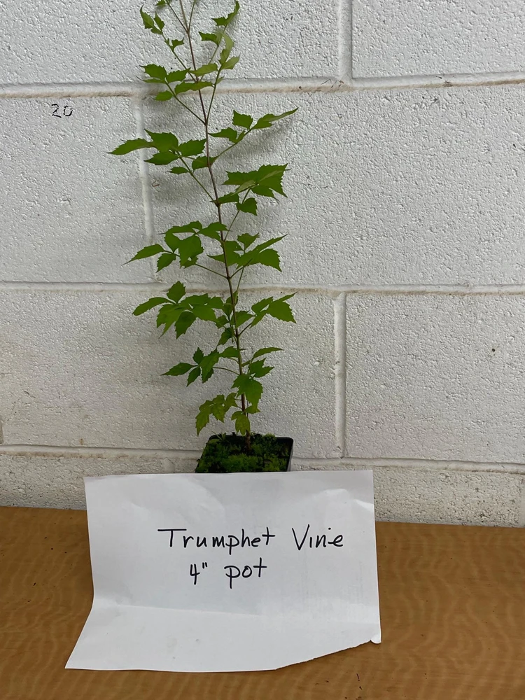 Trumpet Vine Live Plant - 4 inch Pot - Orange-Red Blooms - Outdoor Climber - Image 2