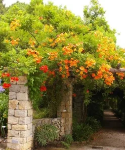 Trumpet Vine Live Plant - 4 inch Pot - Orange-Red Blooms - Outdoor Climber - Image 3