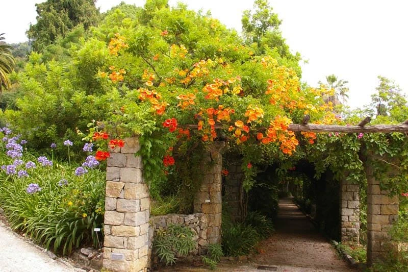 Trumpet Vine Live Plant - 4 inch Pot - Orange-Red Blooms - Outdoor Climber - Image 3