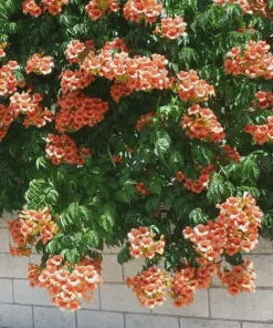 Trumpet Vine Live Plant - 4 inch Pot - Orange-Red Blooms - Outdoor Climber - Image 4