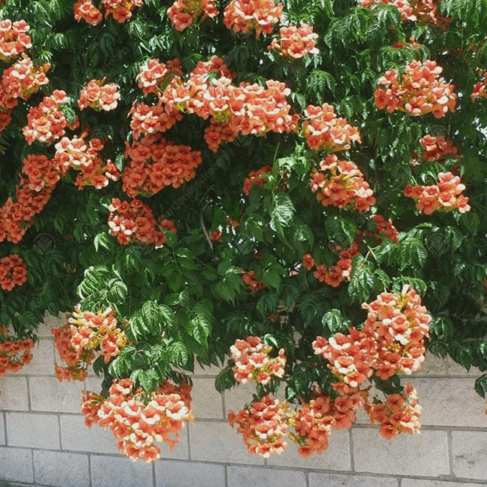 Trumpet Vine Live Plant - 4 inch Pot - Orange-Red Blooms - Outdoor Climber - Image 4