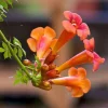 Trumpet Vine Live Plant - 4 inch Pot - Orange-Red Blooms - Outdoor Climber - Image 1