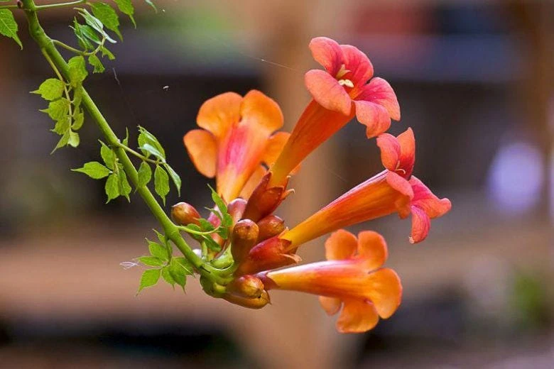 Trumpet Vine Live Plant - 4 inch Pot - Orange-Red Blooms - Outdoor Climber - Image 1