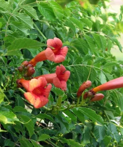 Trumpet Vine Live Plant - Campsis radicans - 2.5" Pot - Outdoor Climbing Plant - Image 2