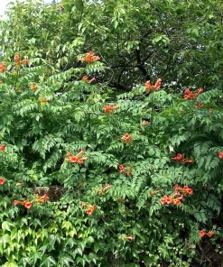 Trumpet Vine Live Plant - Campsis radicans - 2.5