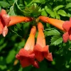 Trumpet Vine Live Plant - Campsis radicans - 2.5" Pot - Outdoor Climbing Plant - Image 1