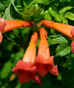 Trumpet Vine Live Plant - Campsis radicans - 2.5