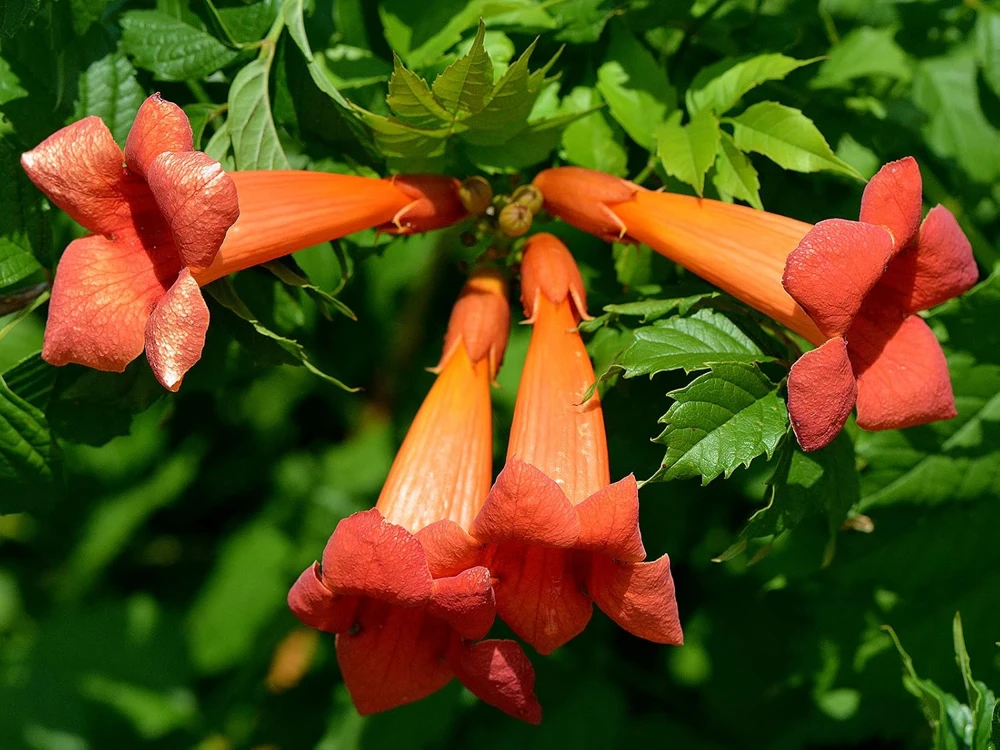 Trumpet Vine Live Plant - Campsis radicans - 2.5" Pot - Outdoor Climbing Plant - Image 1