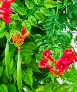 Trumpet Vine Live Plant Duo - Red & Yellow - 2.5" Pots - Campsis radicans - Image 2