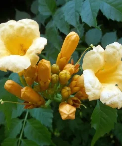 Trumpet Vine Live Plant Duo - Red & Yellow - 2.5