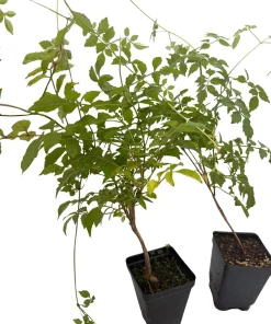 Trumpet Vine Live Plant Duo - Red & Yellow - 2.5