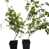 Trumpet Vine Live Plant Duo - Red & Yellow - 2.5" Pots - Campsis radicans - Image 1