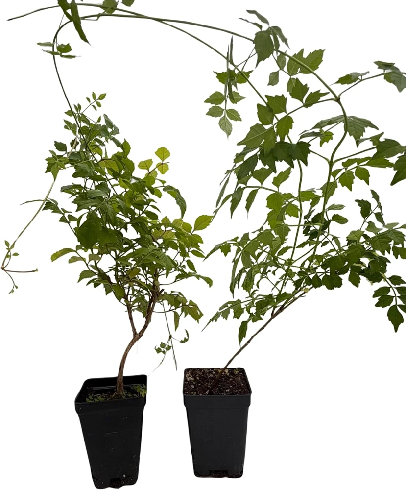 Trumpet Vine Live Plant Duo - Red & Yellow - 2.5" Pots - Campsis radicans - Image 1