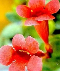 Trumpet Vine Seeds - Campsis radicans - 15 Pack - Climber - Image 2
