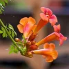 Trumpet Vine Seeds - Campsis radicans - 15 Pack - Climber - Image 1