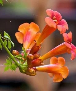 Trumpet Vine Seeds - Campsis radicans - 15 Pack - Climber - Image 1