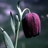 Tube Checkered Lily Seeds - Fritillaria tubaeformis - Perennial Flower Seeds - 10 Seeds - Image 1