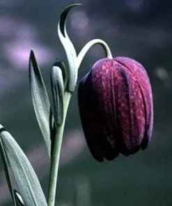 Tube Checkered Lily Seeds - Fritillaria tubaeformis - Perennial Flower Seeds - 10 Seeds - Image 1
