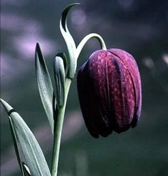 Tube Checkered Lily Seeds - Fritillaria tubaeformis - Perennial Flower Seeds - 10 Seeds - Image 1