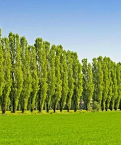 Tulip Poplar Tree Cuttings - Liriodendron tulipifera - Yellow Flowering - 7 Cuttings - Image 3