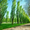 Tulip Poplar Tree Cuttings - Liriodendron tulipifera - Yellow Flowering - 7 Cuttings - Image 1
