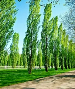 Tulip Poplar Tree Cuttings - Liriodendron tulipifera - Yellow Flowering - 7 Cuttings - Image 1