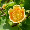 Tulip Poplar Tree Seedling - Yellow Poplar Live Plant, 6-12 Inch Tall, Quart Pot - Image 1