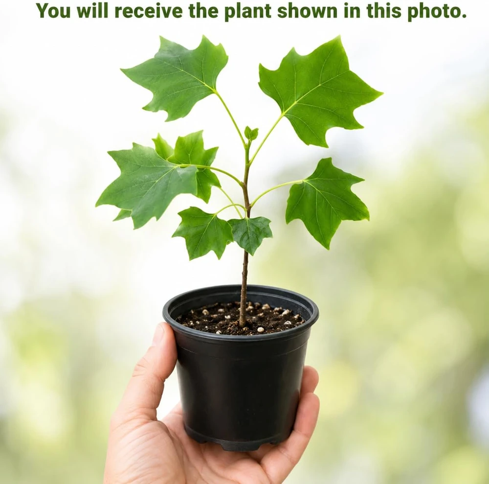 Tulip Poplar Tree Seedling - Yellow Poplar Live Plant, 6-12 Inch Tall, Quart Pot - Image 2