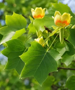 Tulip Poplar Tree Seedling - Yellow Poplar Live Plant, 6-12 Inch Tall, Quart Pot - Image 5