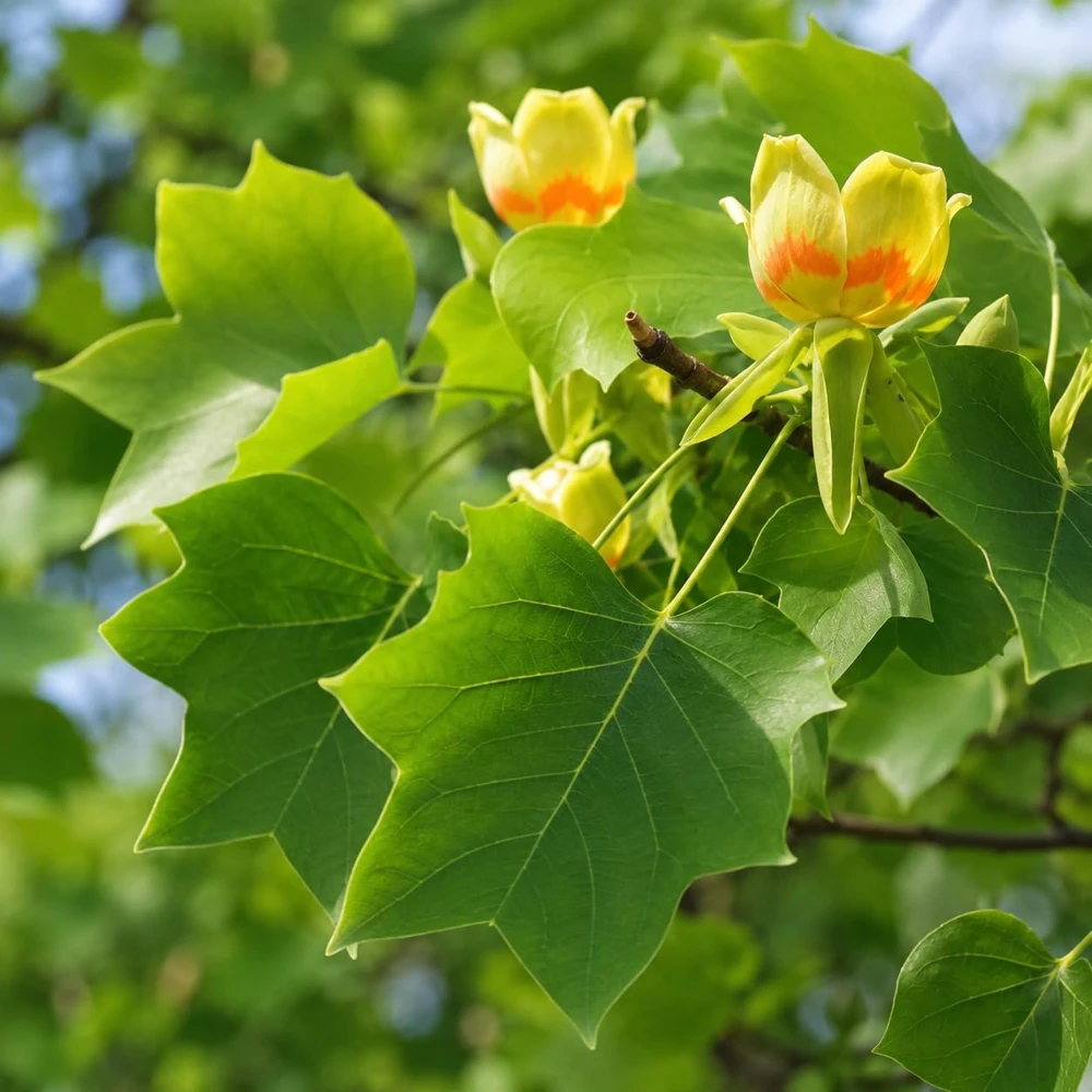 Tulip Poplar Tree Seedling - Yellow Poplar Live Plant, 6-12 Inch Tall, Quart Pot - Image 5