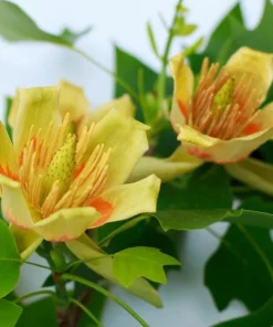 Tulip Tree Live Plant – 6-12 inch Tall – 4 inch Pot – Outdoor Shade Tree - Image 2