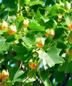 Tulip Tree Live Plant – 6-12 inch Tall – 4 inch Pot – Outdoor Shade Tree - Image 3