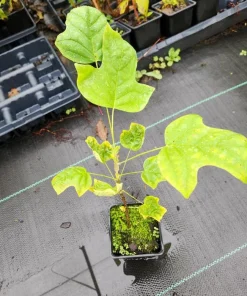Tulip Tree Live Plant – 6-12 inch Tall – 4 inch Pot – Outdoor Shade Tree - Image 4