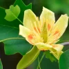 Tulip Tree Live Plant – 6-12 inch Tall – 4 inch Pot – Outdoor Shade Tree - Image 1